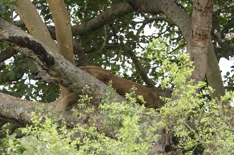 17 - Leones trepadores - parque nacional Queen Elizabeth - Uganda